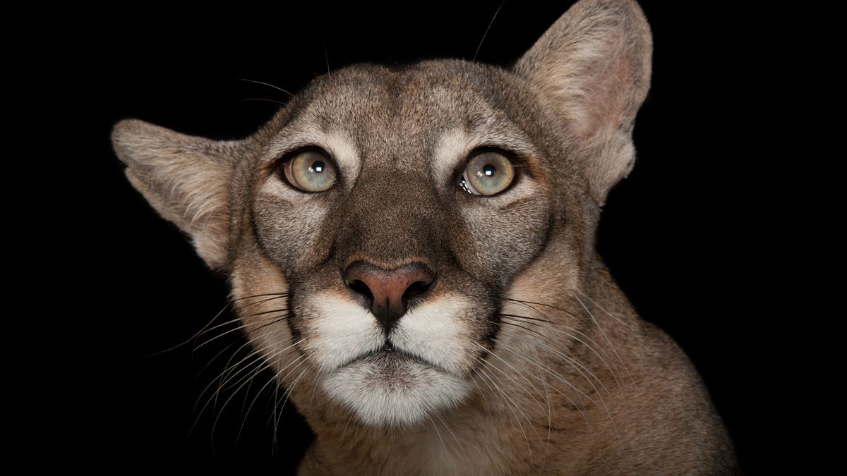 National Geographic Photo Ark. Największa wystawa zagrożonych gatunków już niedługo zagości w Warszawie 1