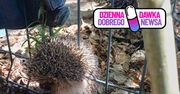 Utknął w ogrodzeniu. Straż miejska ruszyła z pomocą