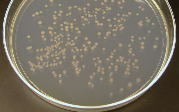 Antybiotyk narzędziem kontrwywiadu? Bakterie mogą skrywać ważne informacje 2