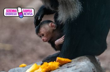 Cud narodzin w łódzkim zoo. Dwie pary zostały rodzicami