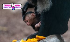 Cud narodzin w łódzkim zoo. Dwie pary zostały rodzicami