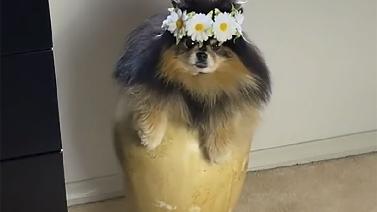 Australijka chciała ukryć Mokkę przed właścicielem mieszkania