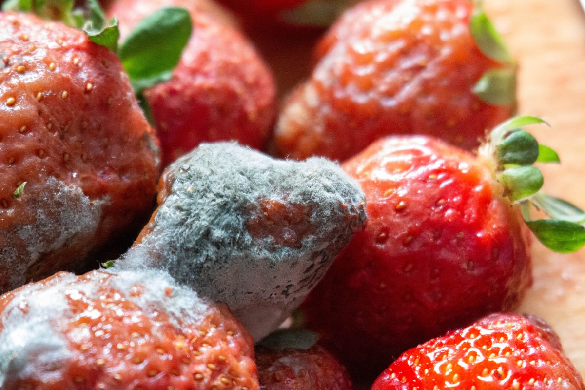 Strawberries spoil quickly? A food technologist has a solution for that.