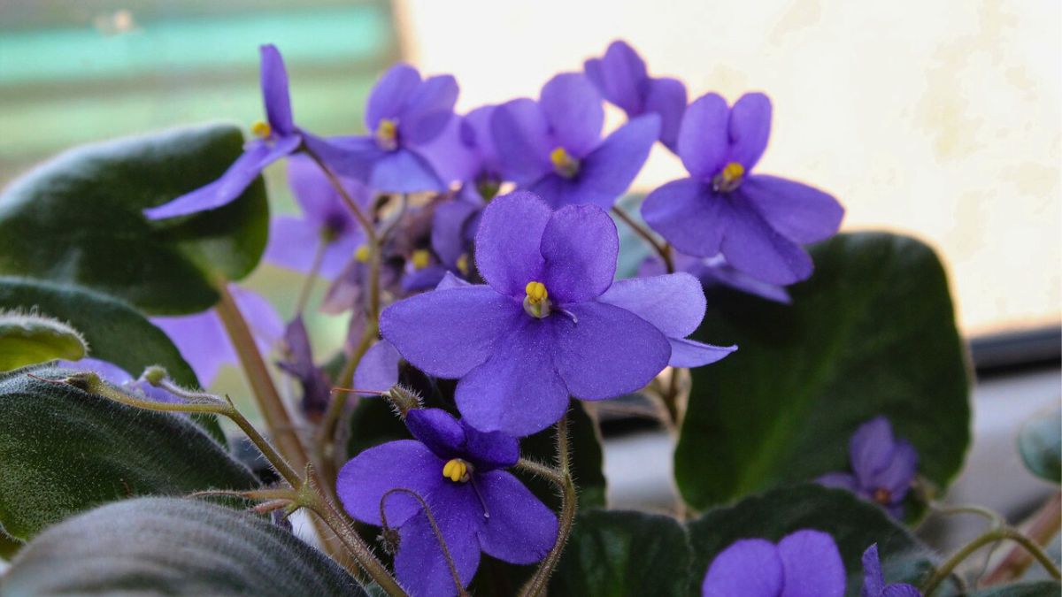 Dzięki tej odżywce moje fiołki kwitną bujnie