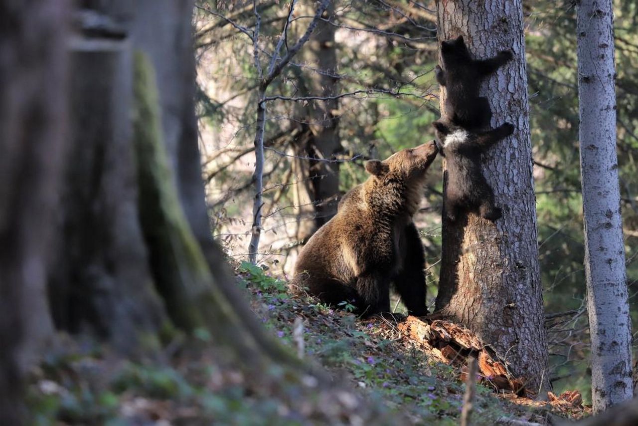 Coraz częściej podchodzą do zabudowań. Leśnicy wskazali powody