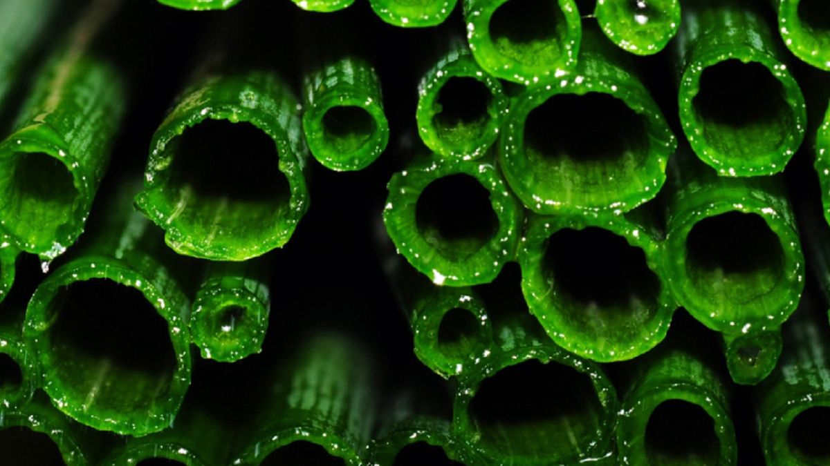 Szczypiorek ma niesamowite właściwości