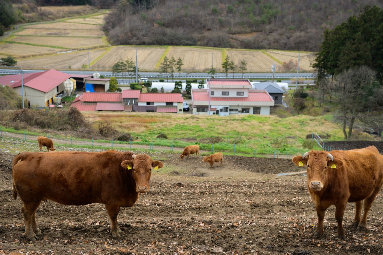 Wagyu refers to cows originating from four Japanese breeds