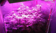 Ustroń. Ładne "krzaczki" w piwnicy. Wszystkie podgrzewane też nielegalnie