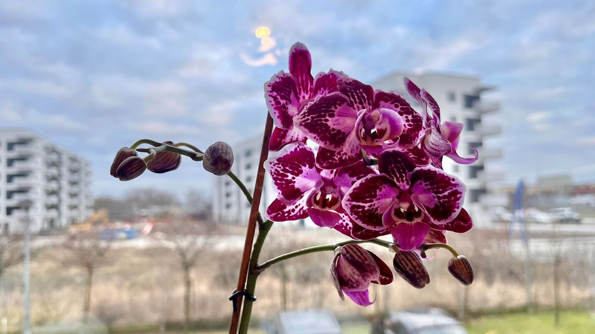 Storczyk potrzebuje odpowiedniego nawozu.