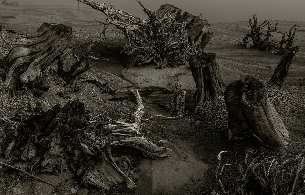 „Clearcut” to opowieść o tym, dlaczego potrzebujemy Dnia Ziemi 14