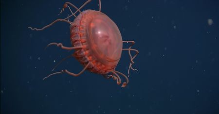 Naukowcy uchwycili nowy gatunek meduzy na filmie. Jest bardzo rzadki