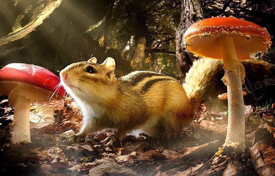 „Mała Akademia we współpracy z BBC Earth” wspólnym projektem edukacyjnym Best Filmu i BBC Worldwide