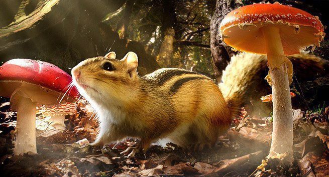 „Mała Akademia we współpracy z BBC Earth” wspólnym projektem edukacyjnym Best Filmu i BBC Worldwide