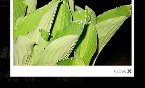 Fotoblogia: 20 darmowych galerii do fotograficznego portfolio 5