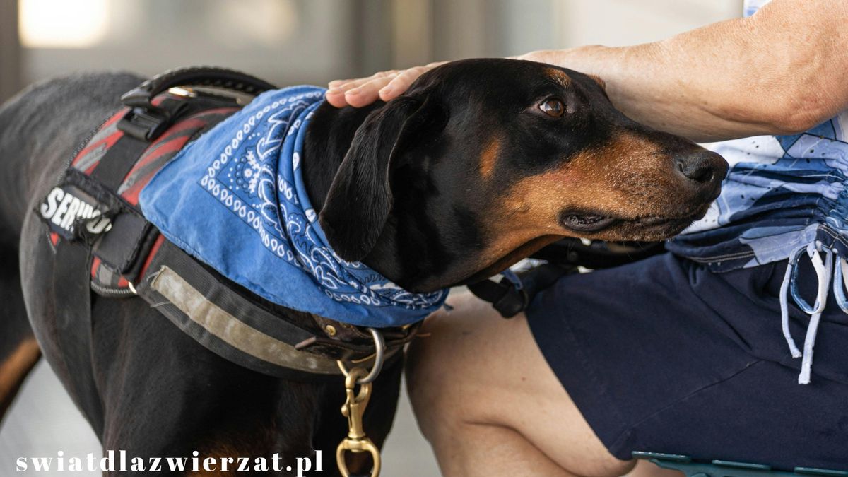dogoterapia, terapia z psem
