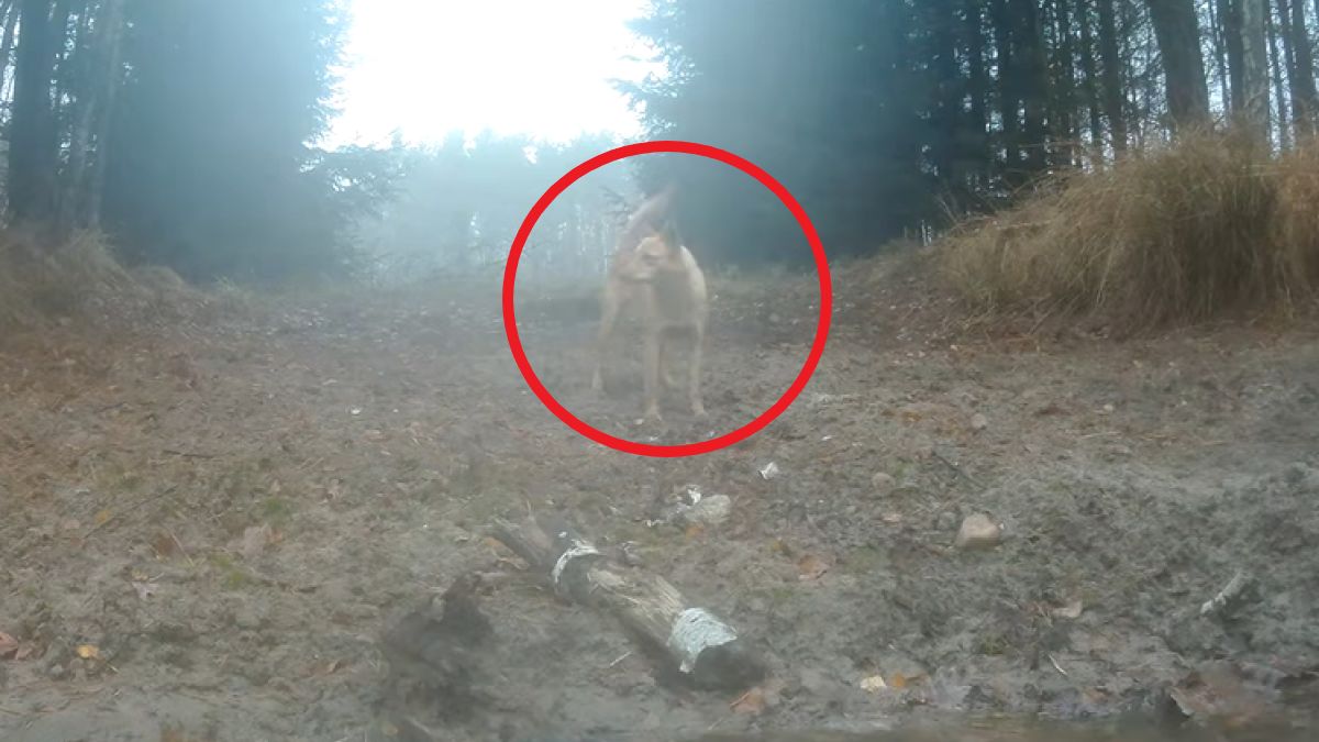 Psy zagoniły dzikie zwierzę do wody. Leśnicy apelują