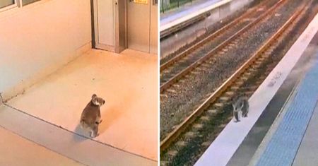 Koala przyłapana na stacji w Sydney. Nie dała się złapać strażnikom