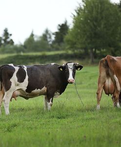 Przed wyborami w Danii używają tematu o chorych krowach. "Krążą dezinformacje"