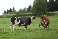 Przed wyborami w Danii używają tematu o chorych krowach. "Krążą dezinformacje"