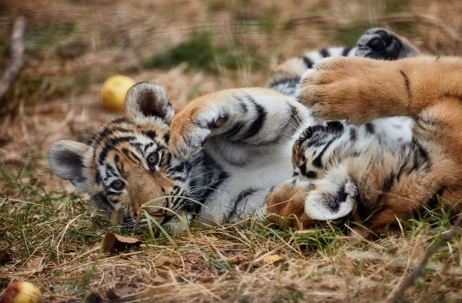 Udało się podwoić populację tygrysa bengalskiego w Indiach.