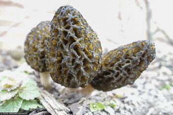 Wyjątkowo drogie grzyby. Można na nich zarobić nie tylko karę