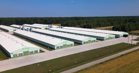 Zielone Fermy Wipasz S.A. odchowują kurczęta bez antybiotyków i GMO