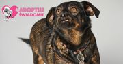#AdoptujŚwiadomie: Pudelek szuka domu dla mieszkającego w metalowej beczce Kargula