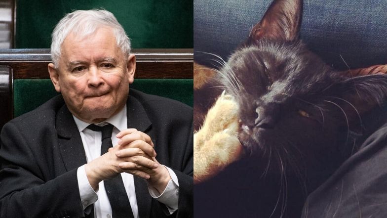 Krzysztof Zalewski wyzwał do walki kota Jarosława Kaczyńskiego