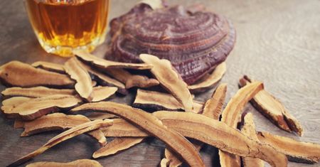 Reishi – grzyb mocy duchowej i nieśmiertelności