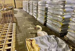 Jelenia Góra. Prezydent oburzony zachowaniem urzędników. Chodzi o sprawę rannego łabędzia