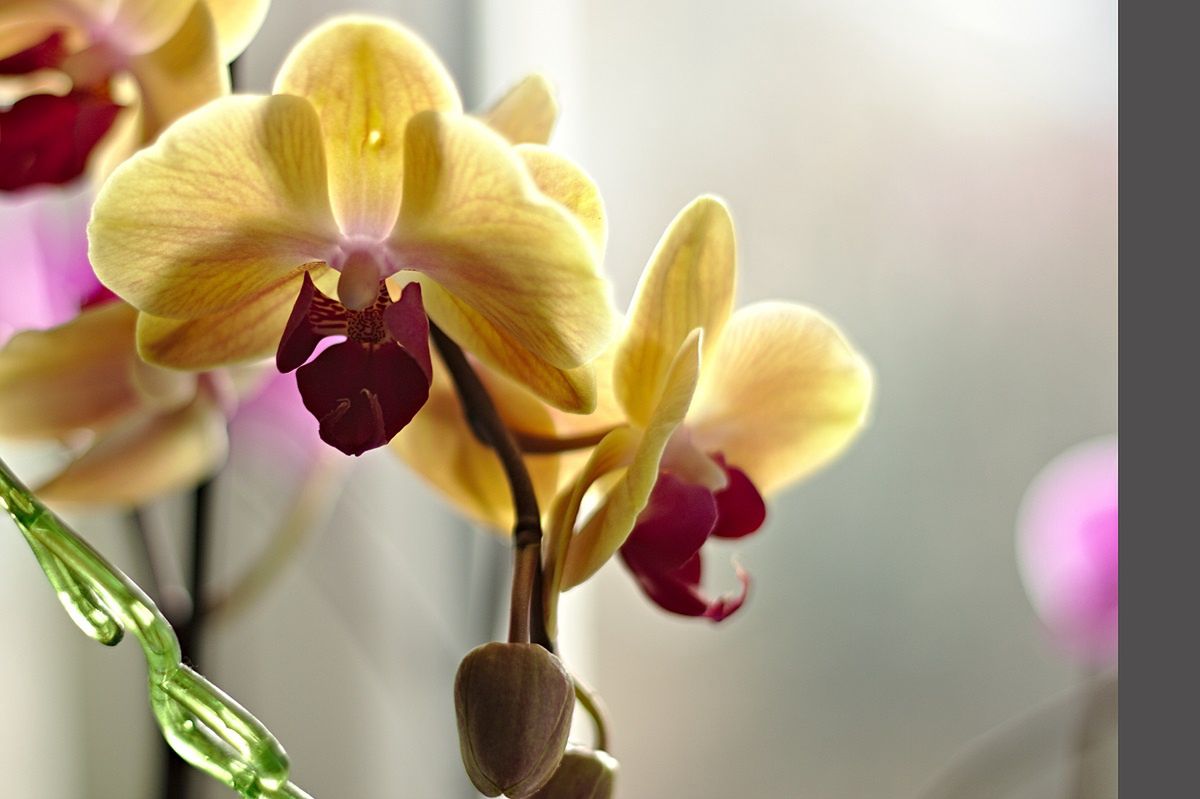 A simple trick for beautiful orchids.