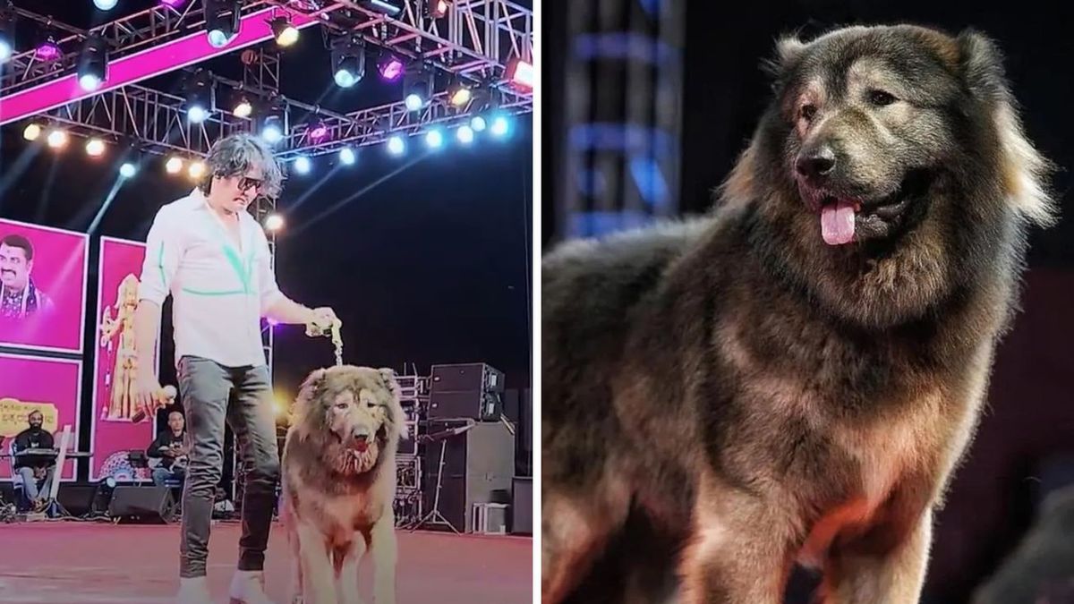 Najdroższy pies świata – niezwykła hybryda wilka i owczarka