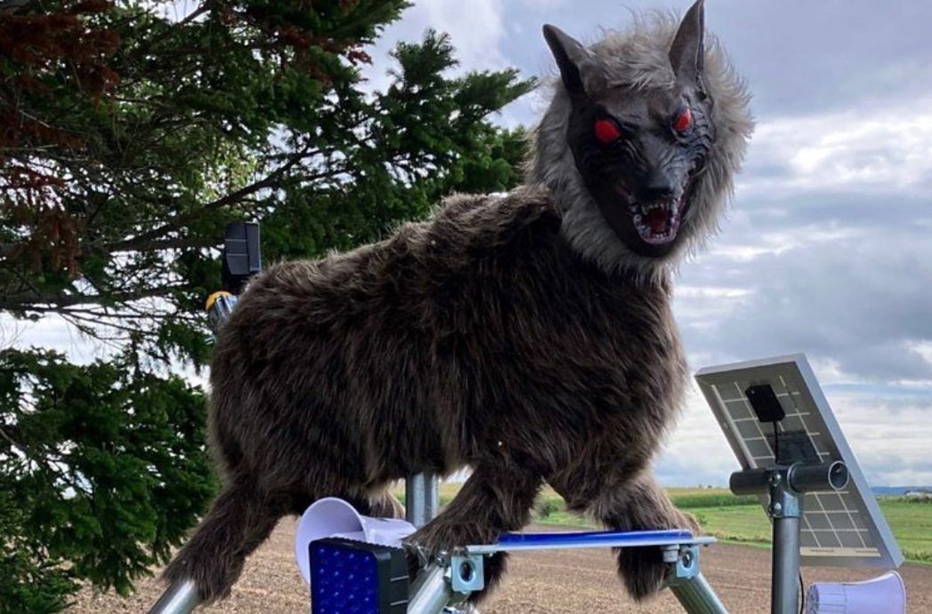 Forget about scarecrows. The wolf-robot scares off wild animals