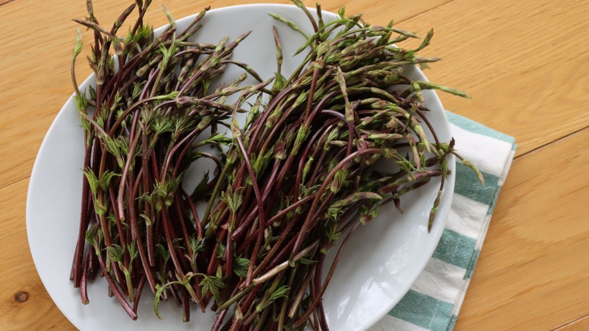 Pędy chmielu to jedno z najdroższych warzyw