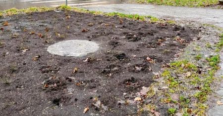 Znikają rośliny za dziesiątki tysięcy. Kolejne akty wandalizmu w Krakowie