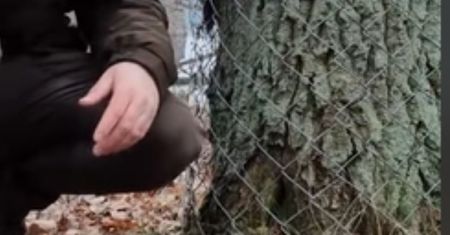 Ktoś owinął drzewa metalową siatką. Tak tłumaczą się leśnicy