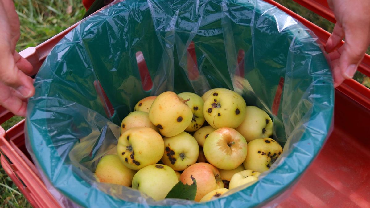 Brązowych plam na owocach nie wystarczy odkroić. Silna toksyna niszczy zdrowie