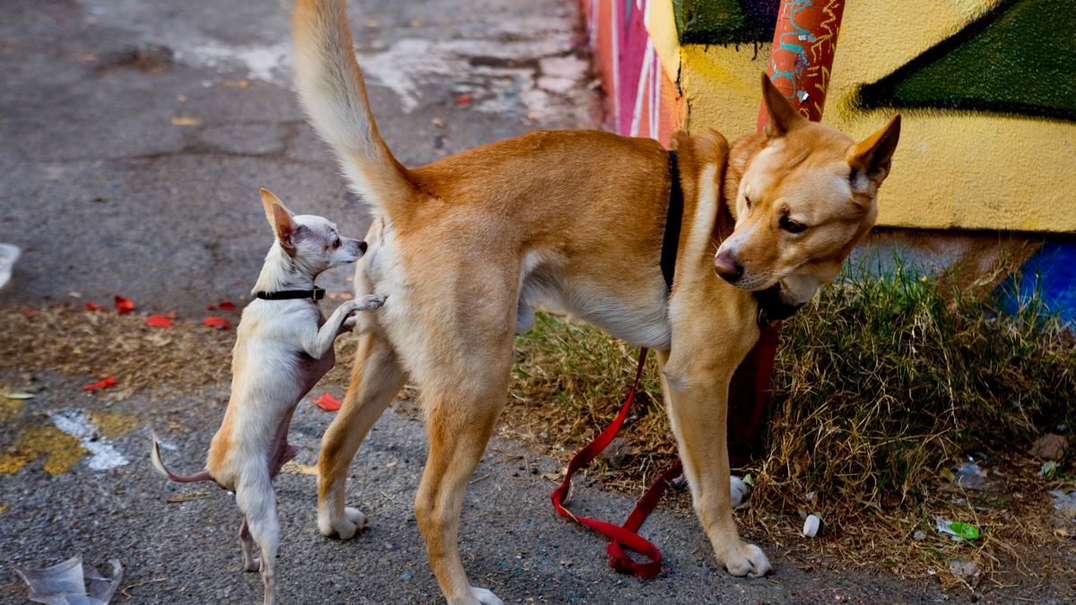 Zwolennicy prywatności w miastach imponują znajomością chemii. Tak "odstraszają" niechciane psy 1