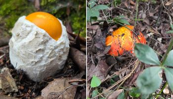 Nawet 600 zł za kilogram. "Marzyłem o tym od lat"