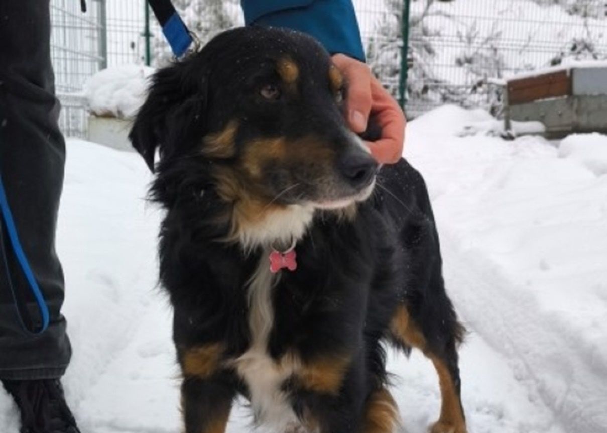 Szok w Gdyni. Bił psa łopatą. Takiego finału się nie spodziewał