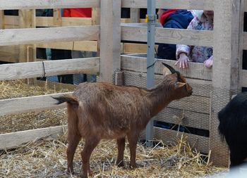 Świąteczna magia w Krakowie. Żywa szopka prawdziwym hitem