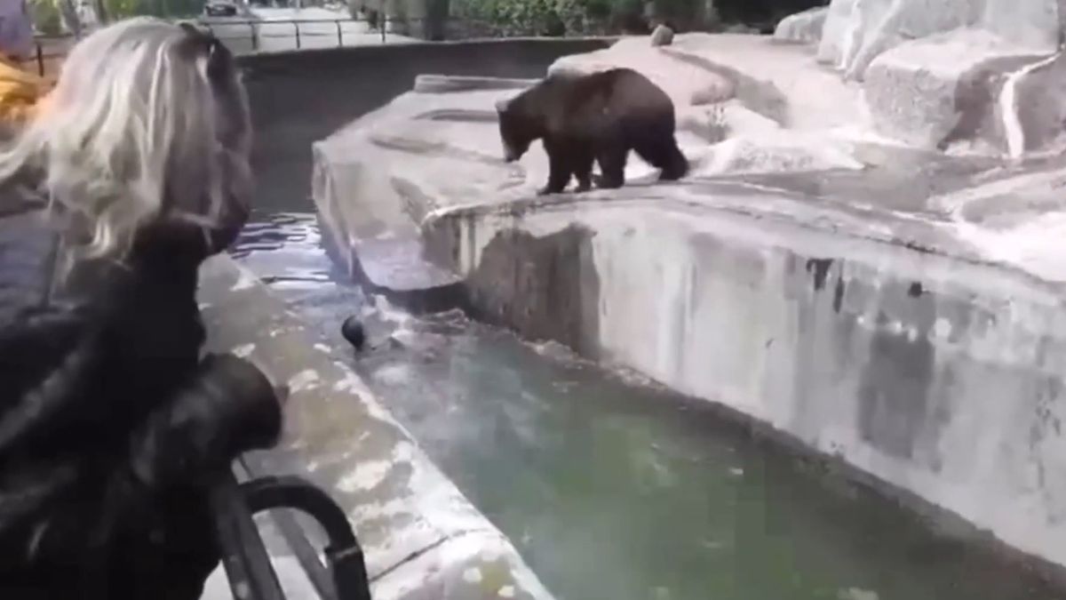 Wybieg dla niedźwiedzi leży kilkaset metrów od bram ZOO