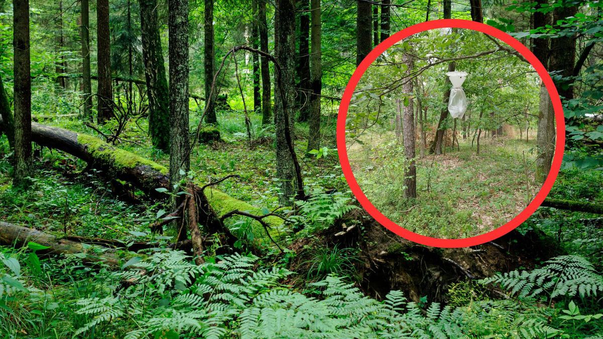 Plastikowe worki na drzewach. Leśnicy tłumaczą, skąd się wzięły