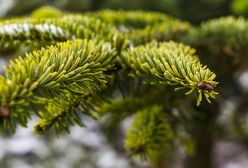 Jaworzno. Nie wiesz co zrobić z choinką? Pomóż stworzyć "zagajnik świąteczny”