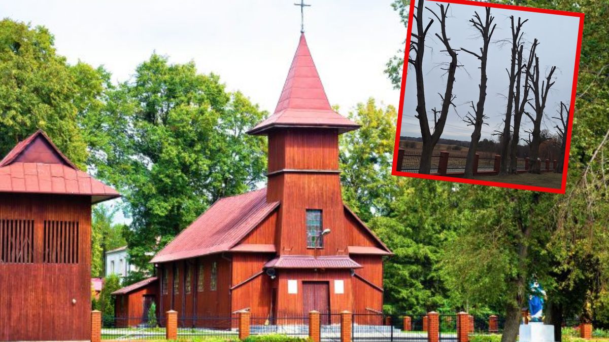 Parafia w Wytycznie ma zapłacić karę za przycięcie drzew