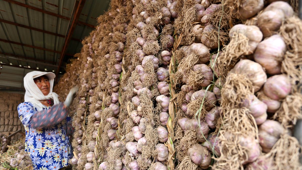 Zbiory czosnku w prowincji chińskiej