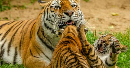Smutne wieści z Niemiec. Zoo musiało uśpić tygrysy