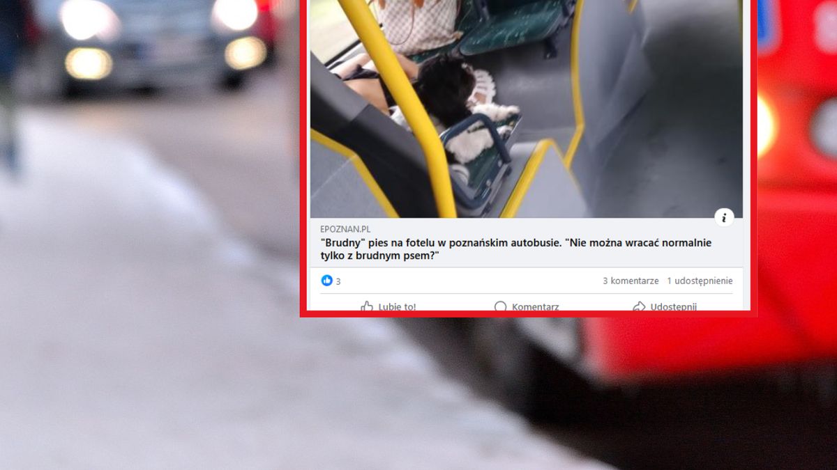 "Brudny" pies przeszkadzał pasażerowi poznańskiego autobusu