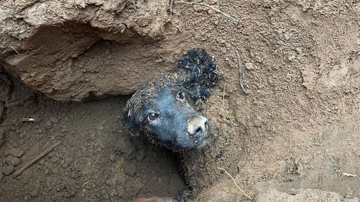 pies utknął w borsuczej norze