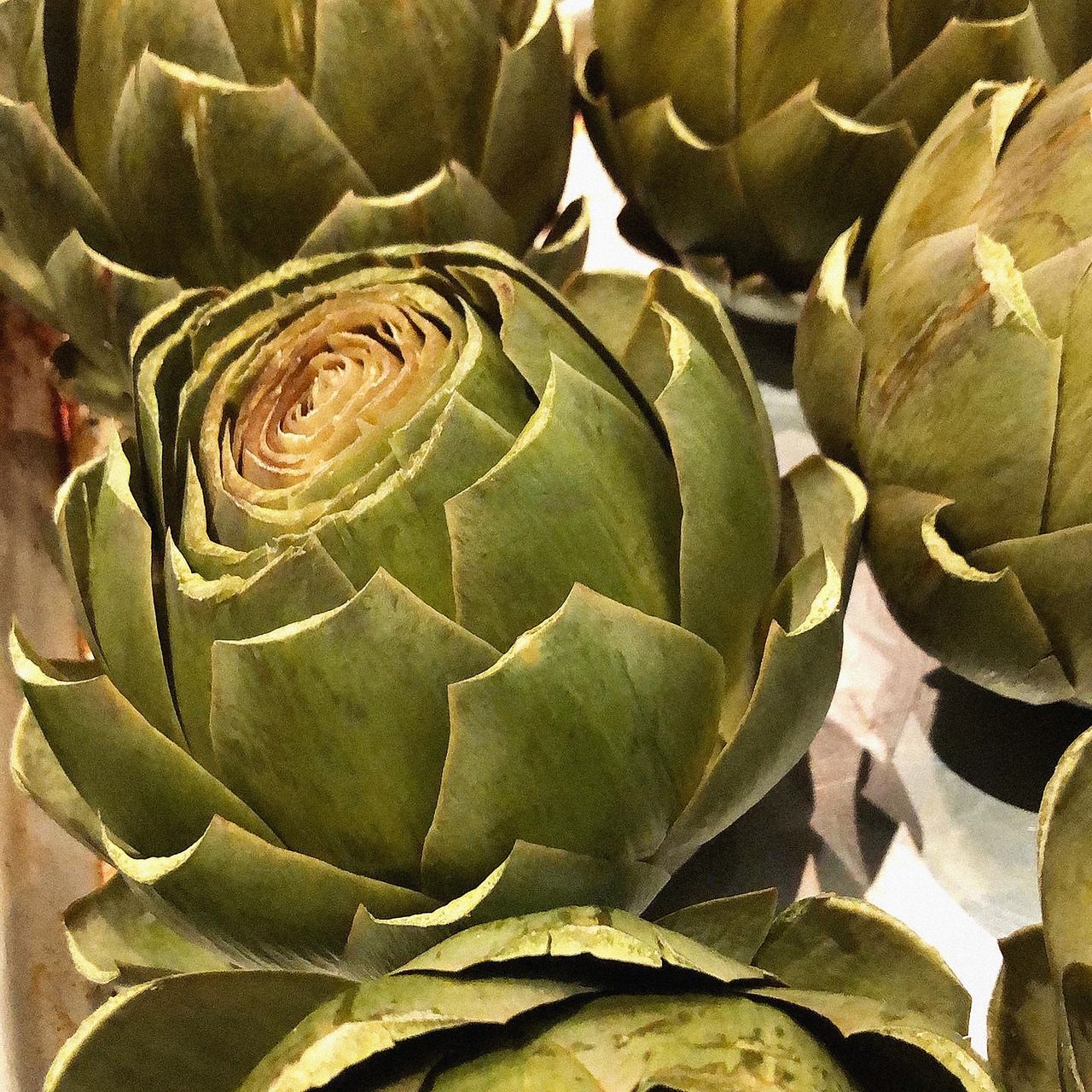 Artichokes. (Photo by: GHI-Plexi/UCG/Universal Images Group via Getty Images)